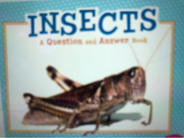 Insects