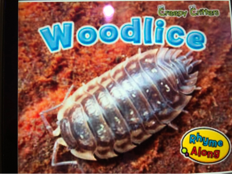 Woodlice