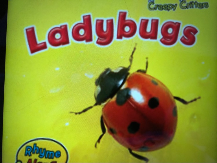 Ladybugs