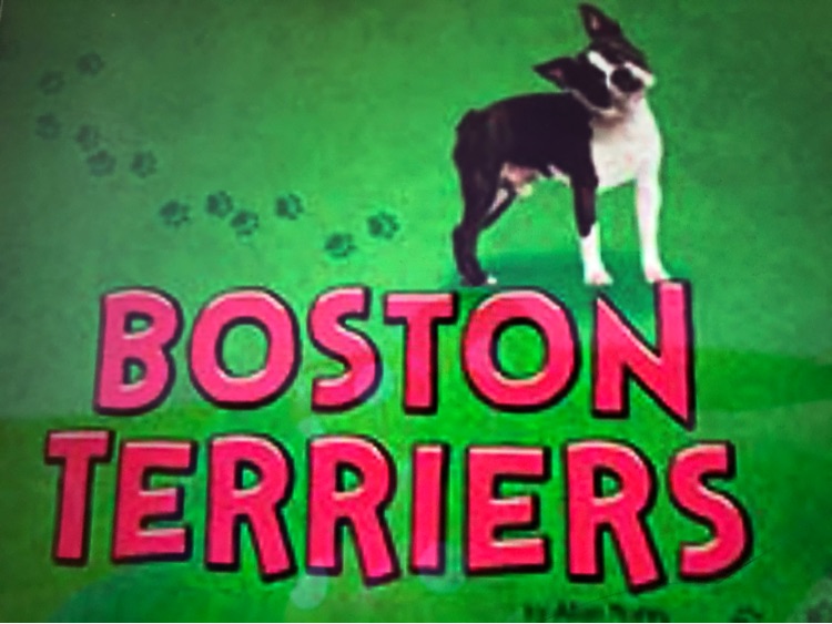 Boston Terriers