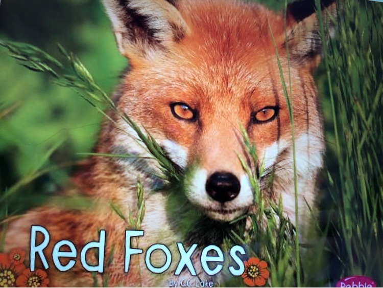 Red Foxes