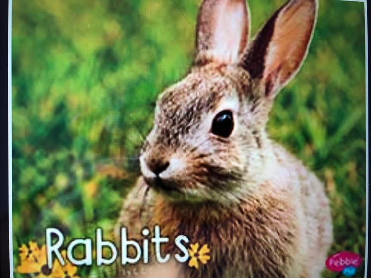 Rabbits