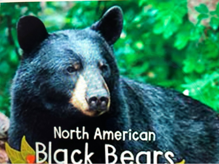 North American Black Bear