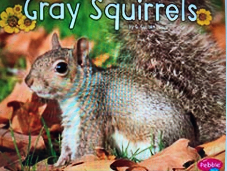 Gray Squirrels