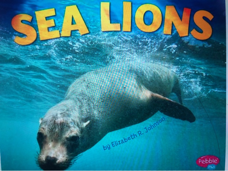 Sea Lions