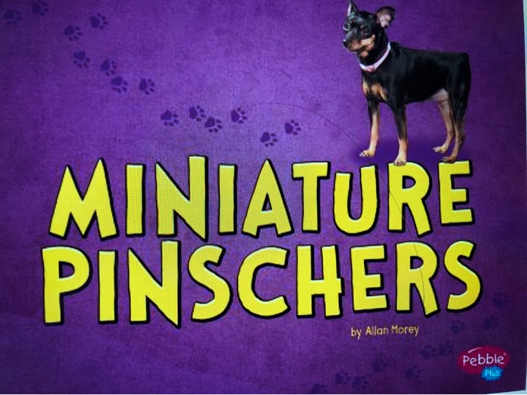 Miniature Pinschers