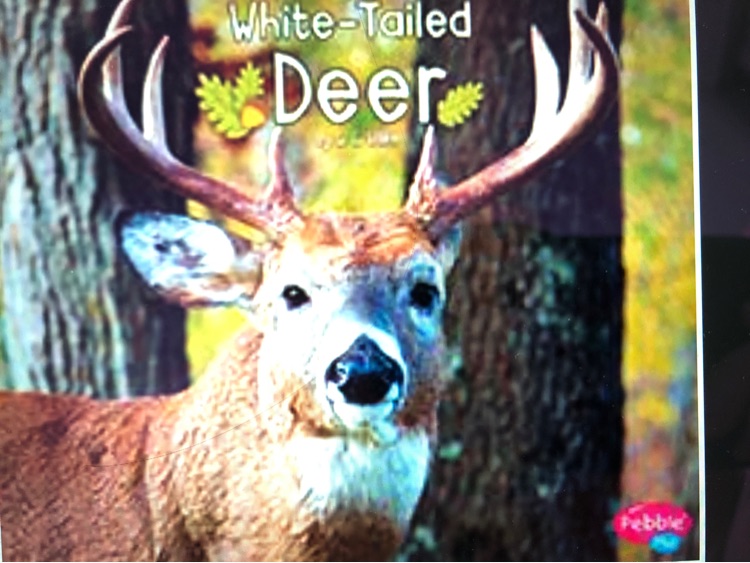 White- Tailed Deer