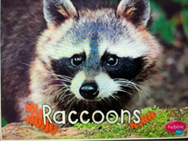 Raccoons