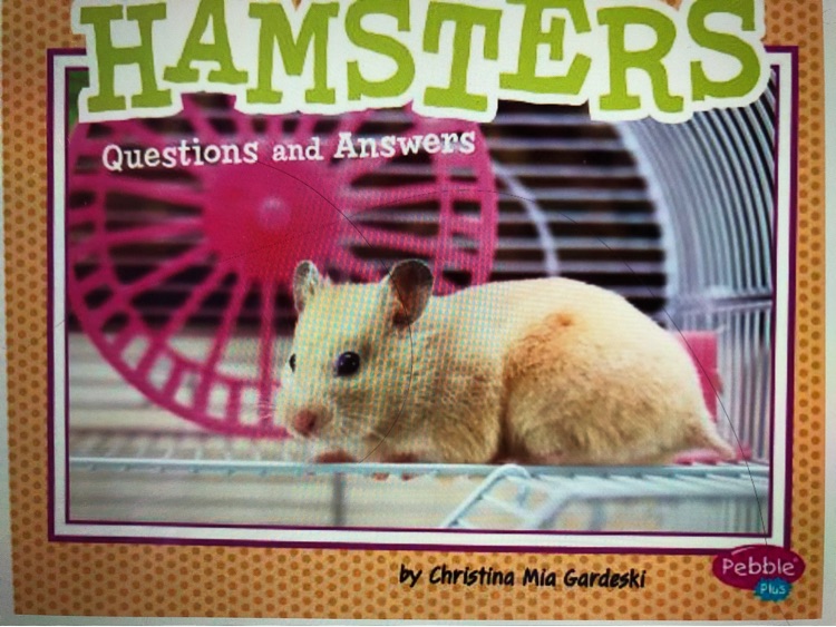 Hamsters