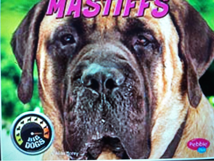 Mastiffs