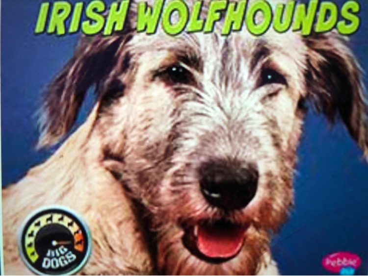 Irish Wolfhounds