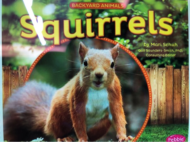 Squirrels