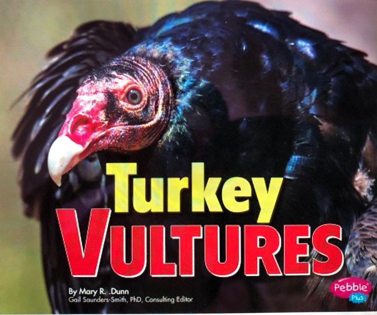 Turkey Vultures