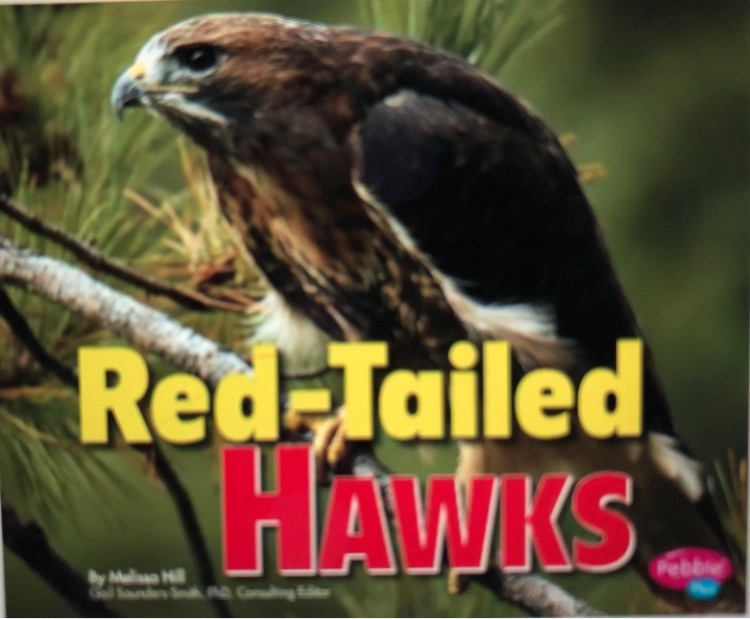 Red- Tailed Hawks