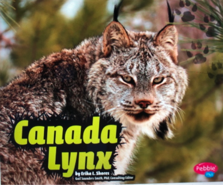 Canada Lynx