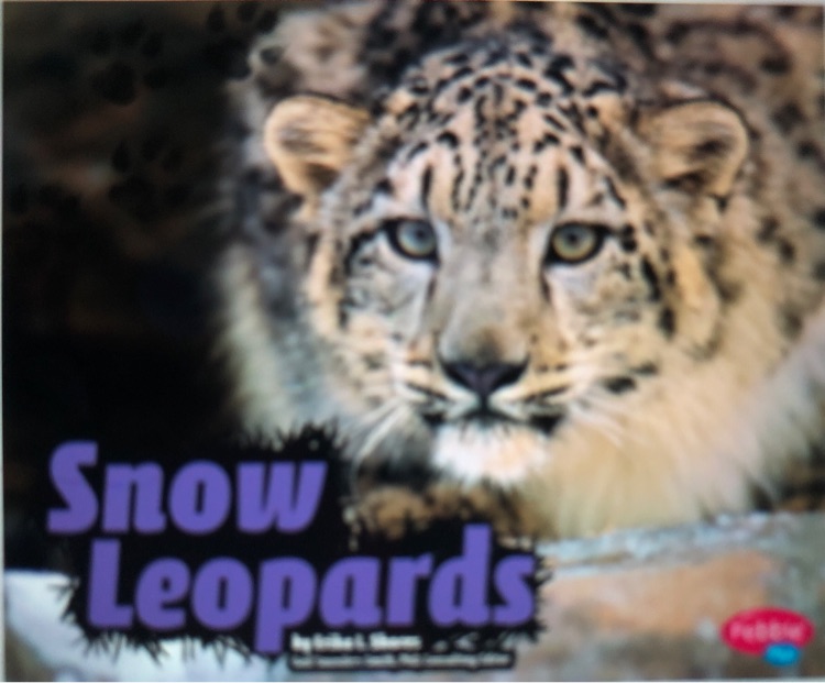 Snow Leopards