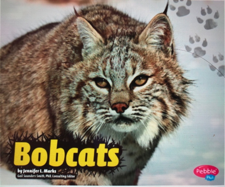 Bobcats