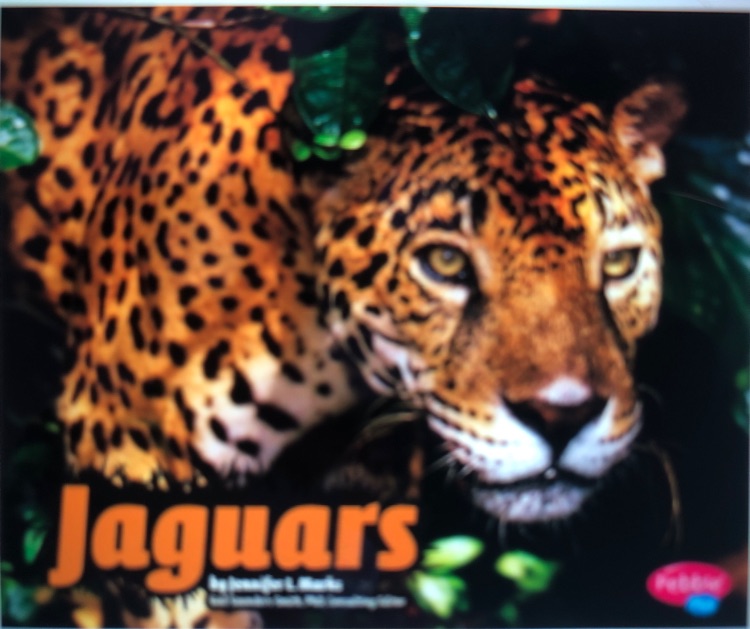 Jaguars