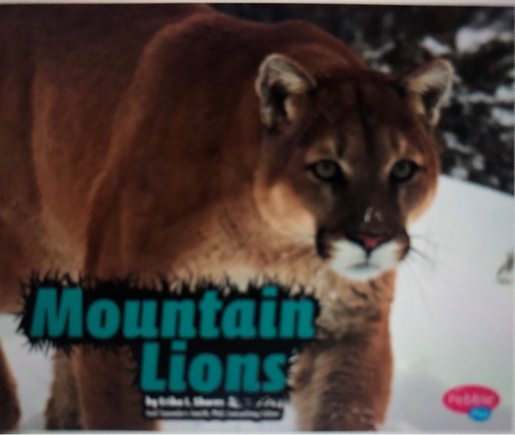 Mountain Lions