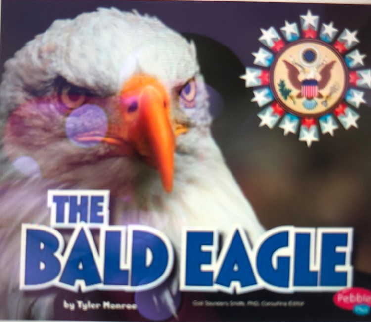 The Bald Eagle