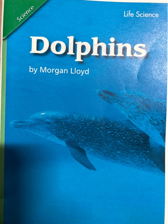 dolphins