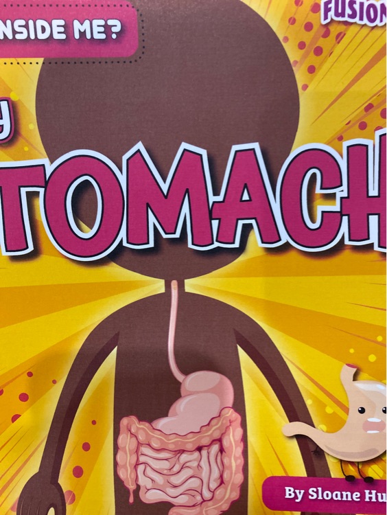 My stomach