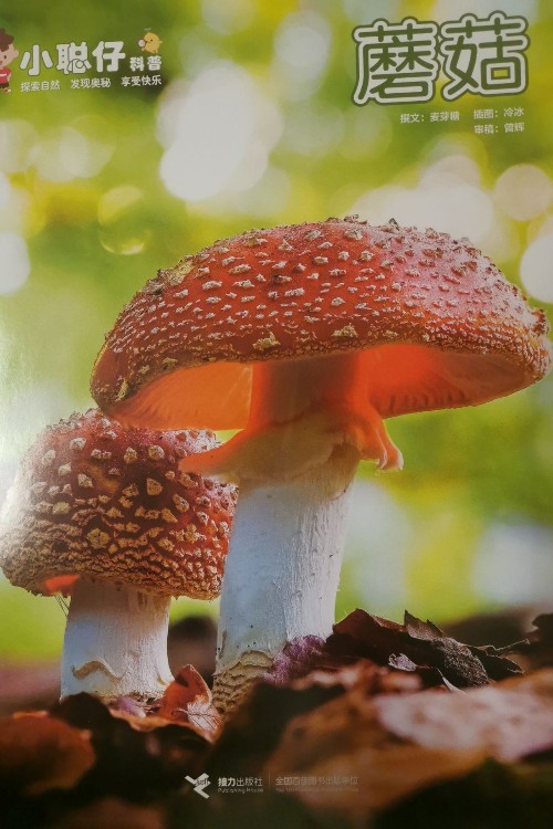 蘑菇