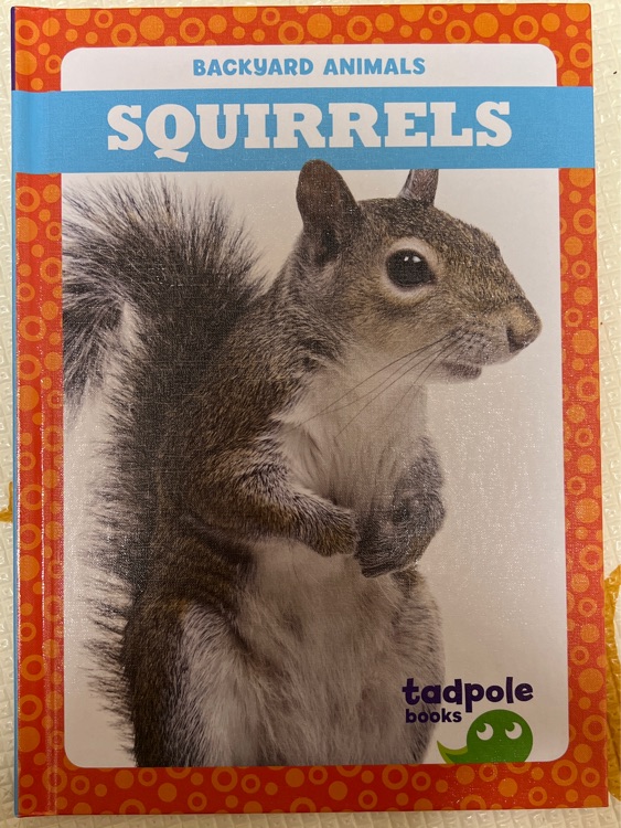 Squirrels