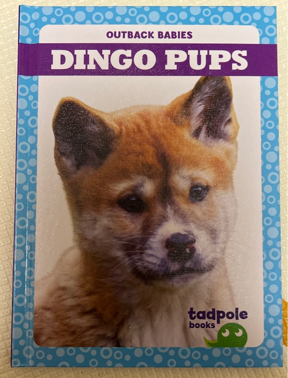 Dingo Pups