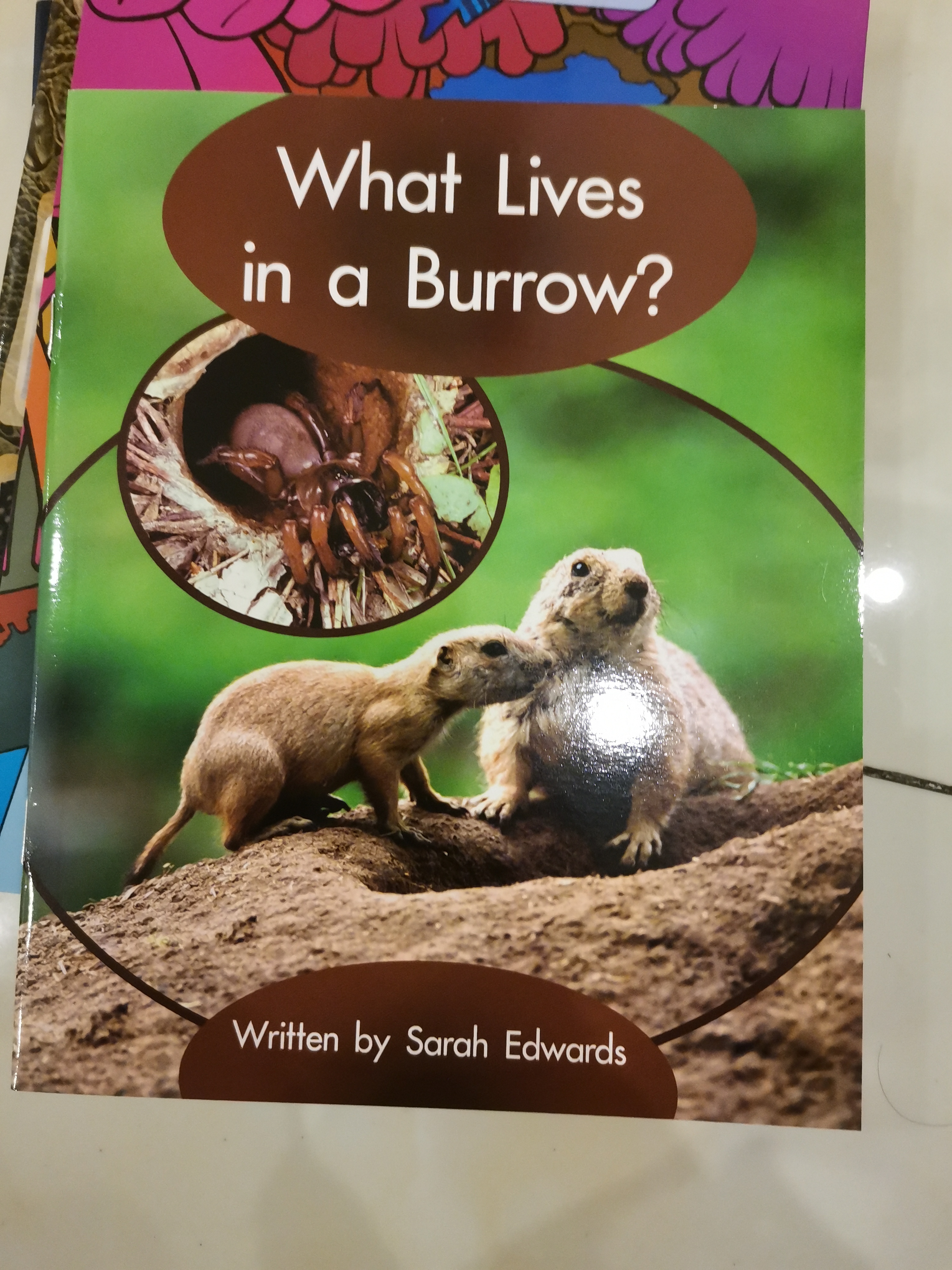 what lives in a burrow