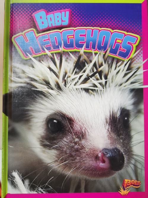 Baby Hedgegogs