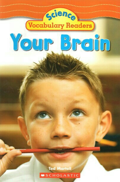 Your Brain