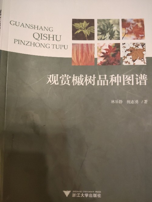 觀賞槭樹品種圖譜