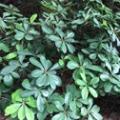 香樟樹(shù)1