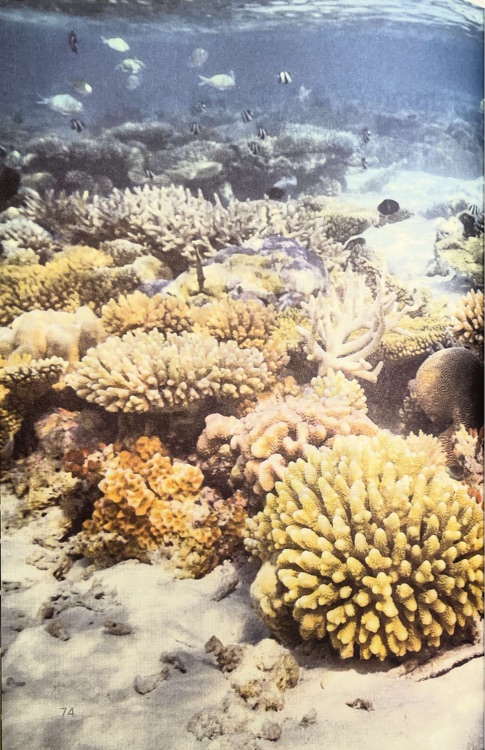 Amazing Coral Reefs