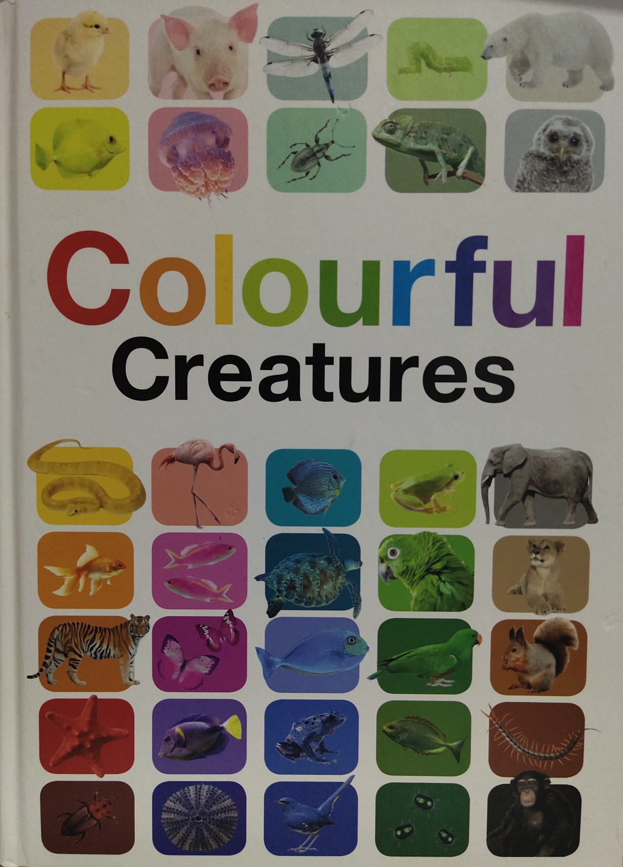 Colourful Creatures