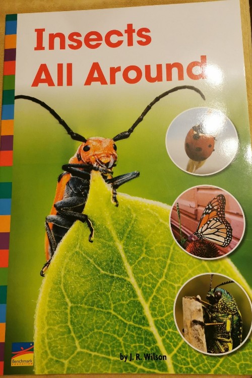 Insects all around