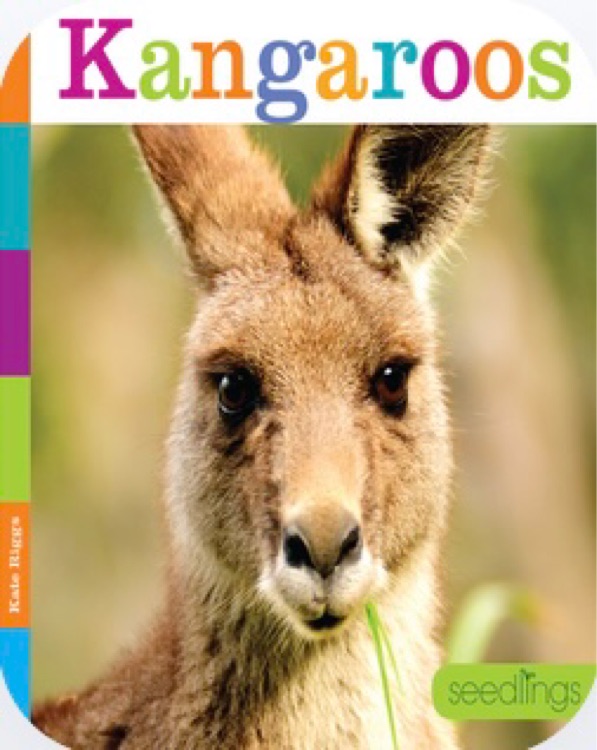 Kangaroos