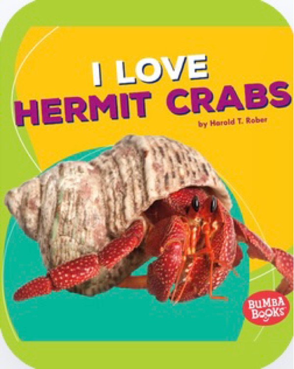 I love hermit crabs