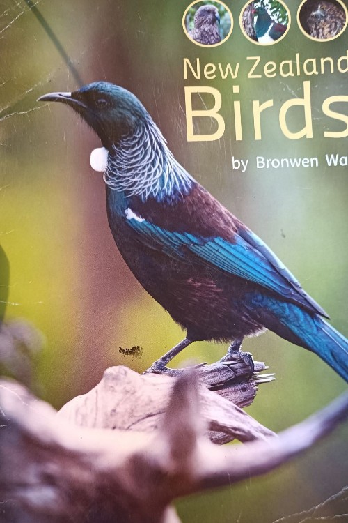 new Zealand birds