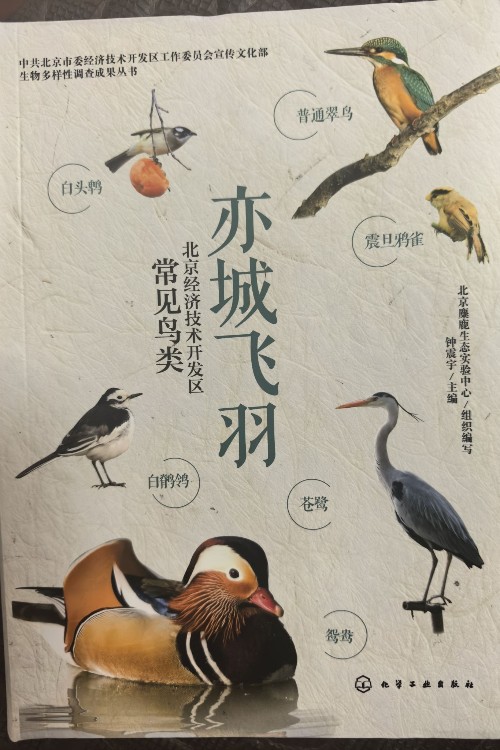亦城飞羽