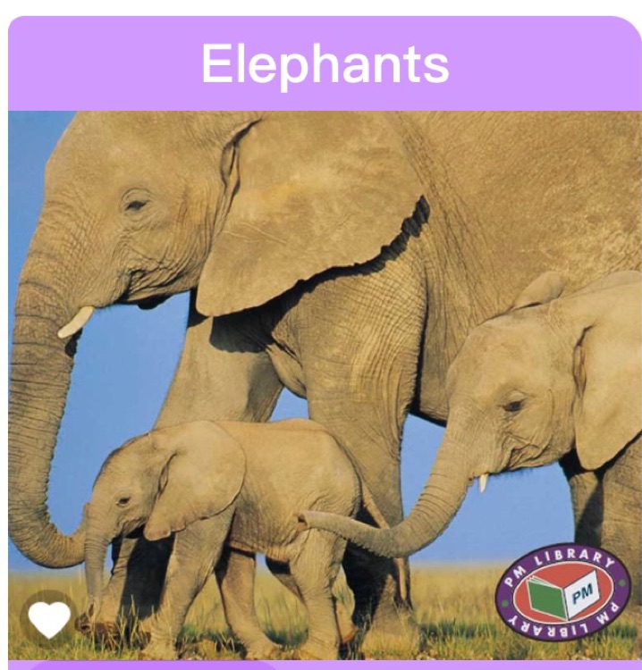 Elephants PM Non Fiction Animal Facts Level 18&19 Animals in the Wild Turquoise