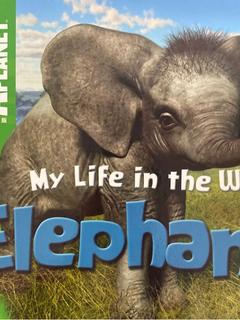 ANIMAL PLANET:  My life in the wild elephant