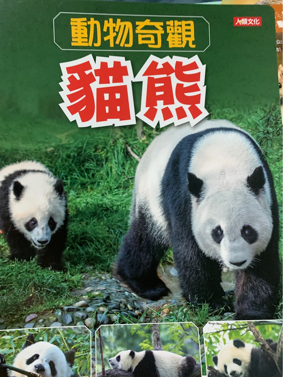 動物奇觀 貓熊