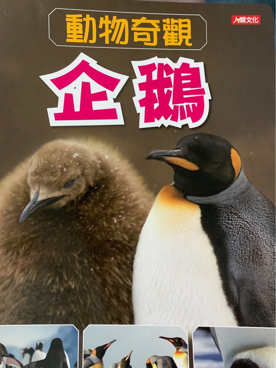 動物奇觀 企鵝