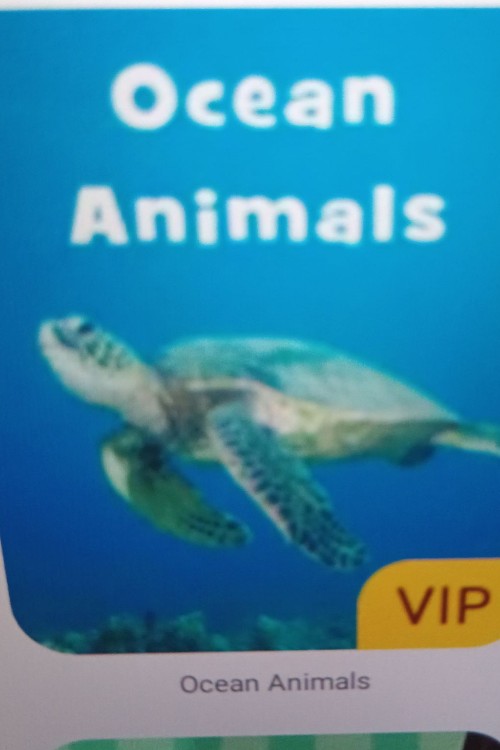 ocean animals