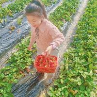 小米粒    一