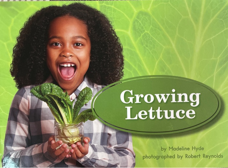 Growing Lettuce