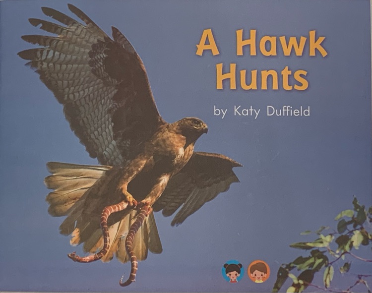 A hawk hunts