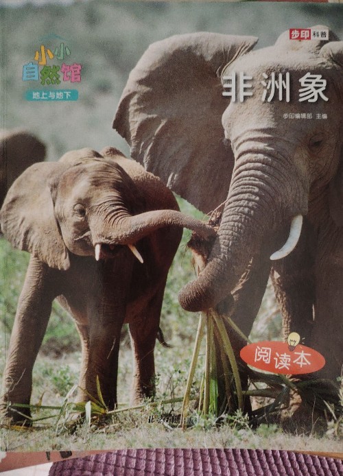 小小自然館  非洲象